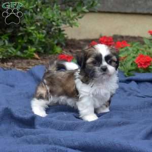 Zucchini, Shih Tzu Puppy